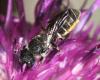 Heriades sp.